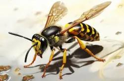 开云APP-黄蜂稳胜子弟兵，隆多复出状态颇佳