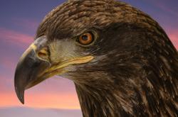 开云体育平台APP-老鹰继续飞翔！亚特兰大成功升班马